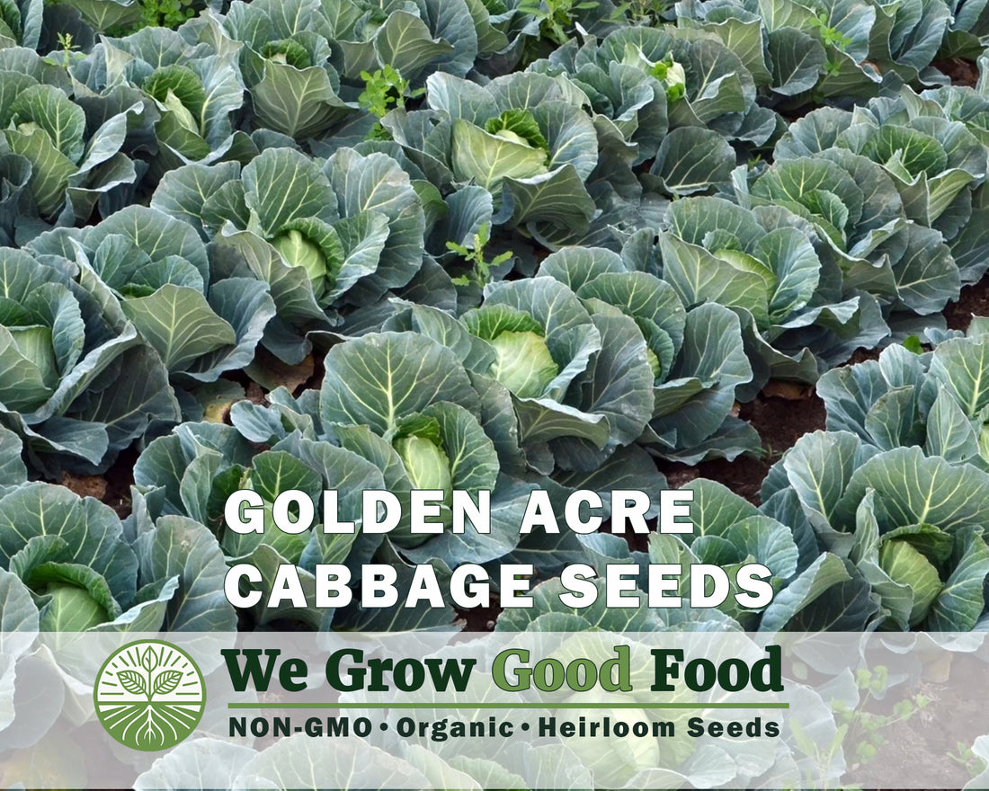 Cabbage Seeds, Golden Acre