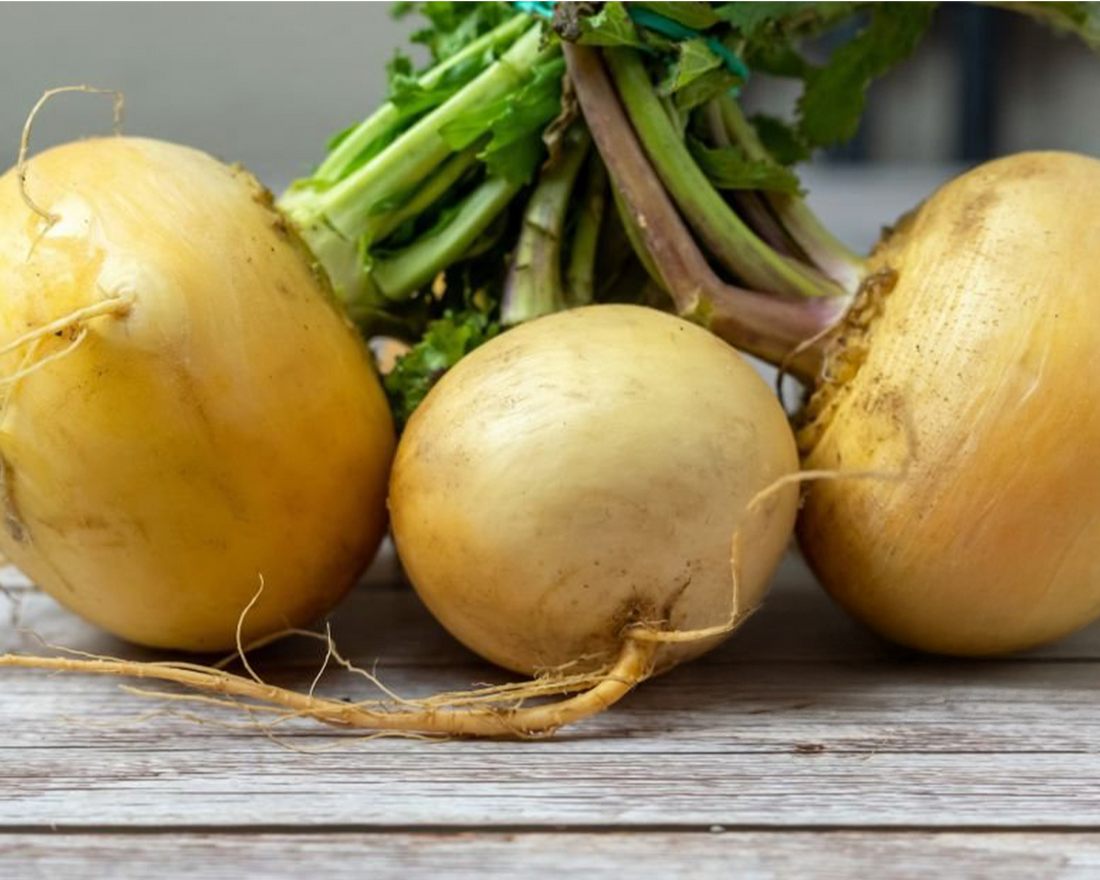 Turnip Seeds, Golden Globe