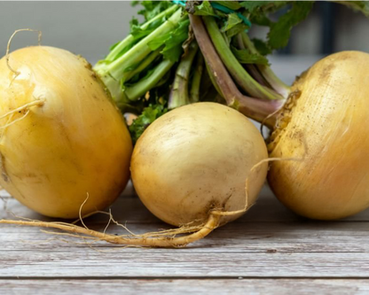Turnip Seeds, Golden Globe