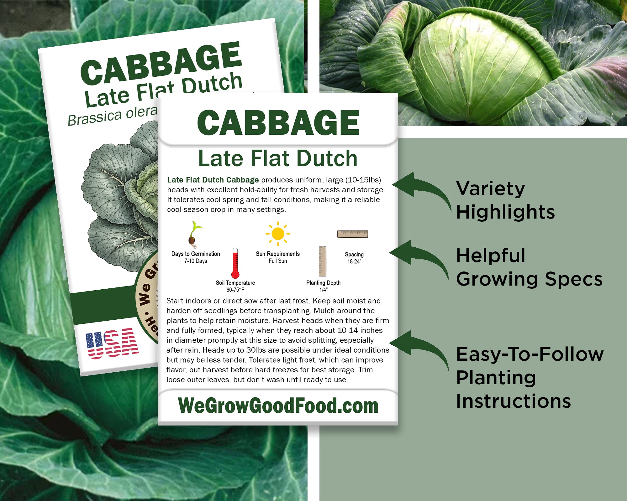 Cabbage Seeds, Late Flat Dutch