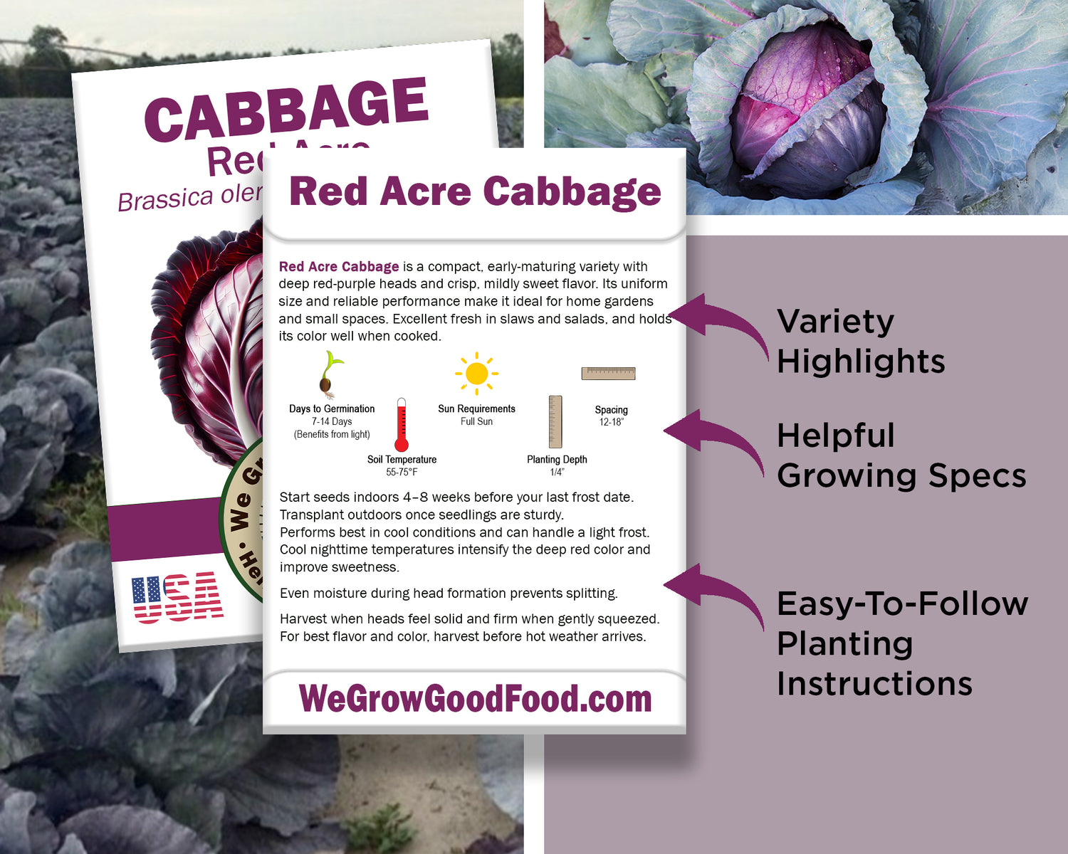 Cabbage Combo - 7 Varieties