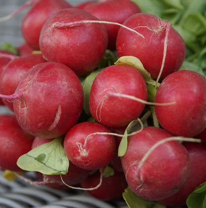 Classic red Cherry Belle radishes with round shape and bright leaves