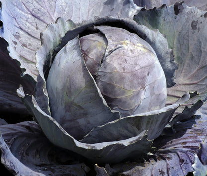 Red Acre Cabbage Seeds