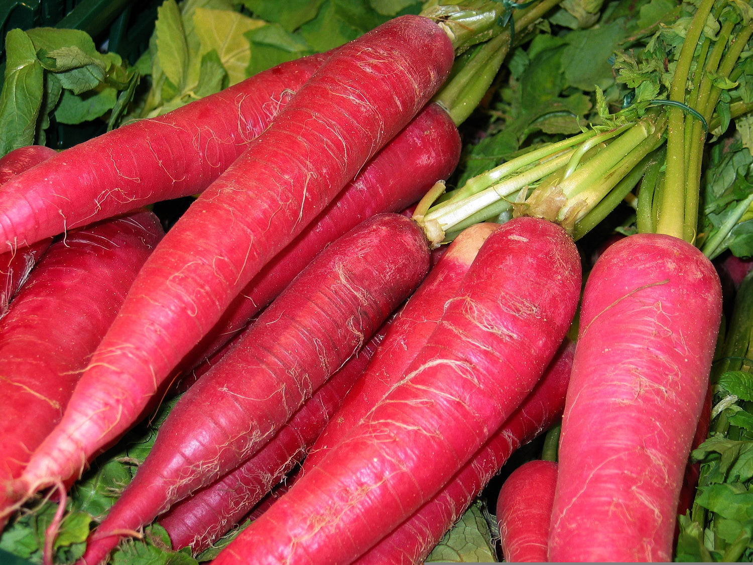  Red Daikon Radish – Bold, Spicy, and Beautiful