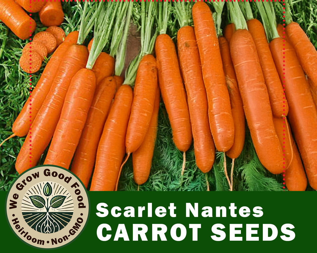 Carrot Seeds, Scarlet Nantes
