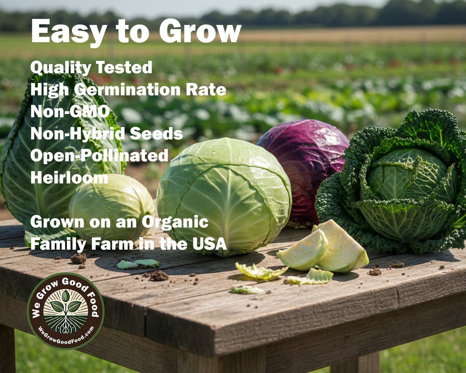 Cabbage Seeds, Early Jersey Wakefield