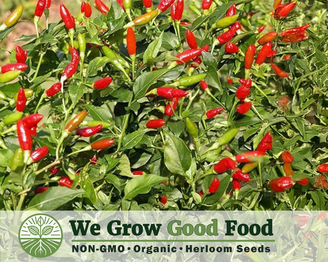 Thai Bird’s Eye Chili Seeds (Capsicum annuum) – Authentic Prik Ki Nu