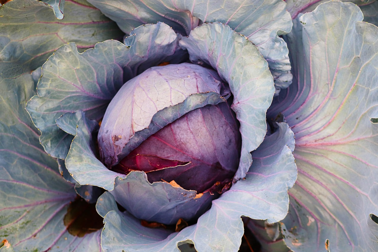 Red Acre Cabbage Seeds