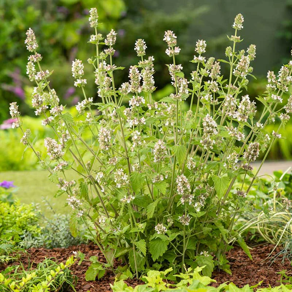 Catnip Seeds, Nepeta cataria