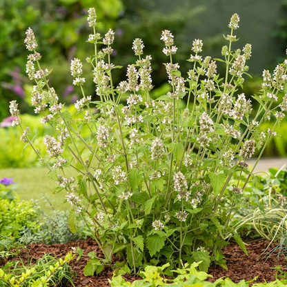Catnip Seeds, Nepeta cataria