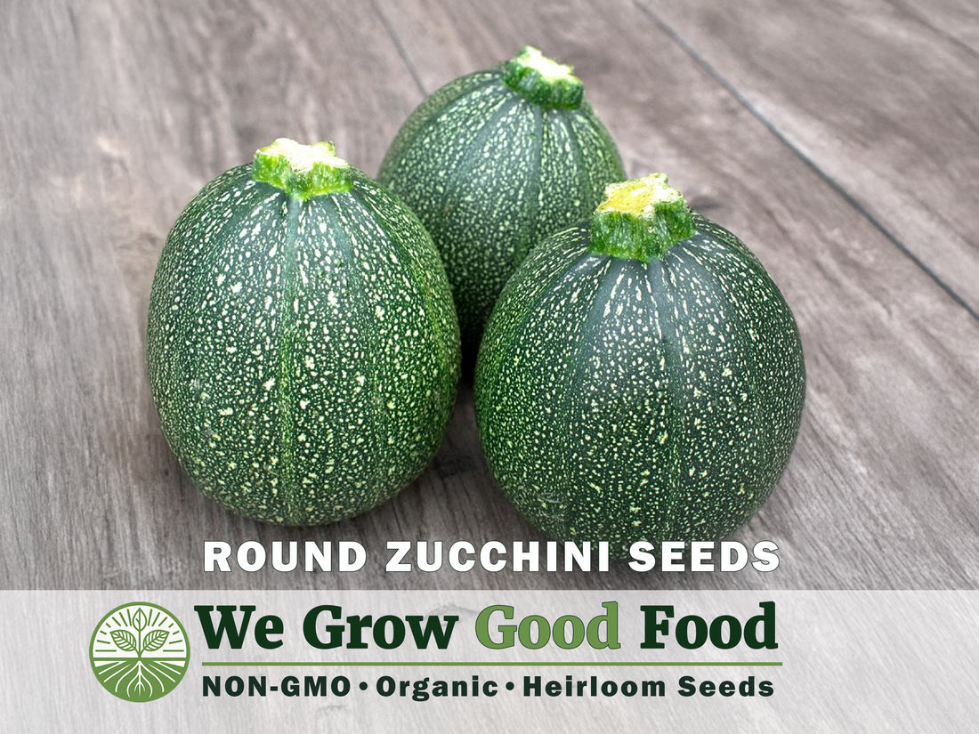 Freshly harvested round zucchini squash showing the classic globe shape and dark green skin.
