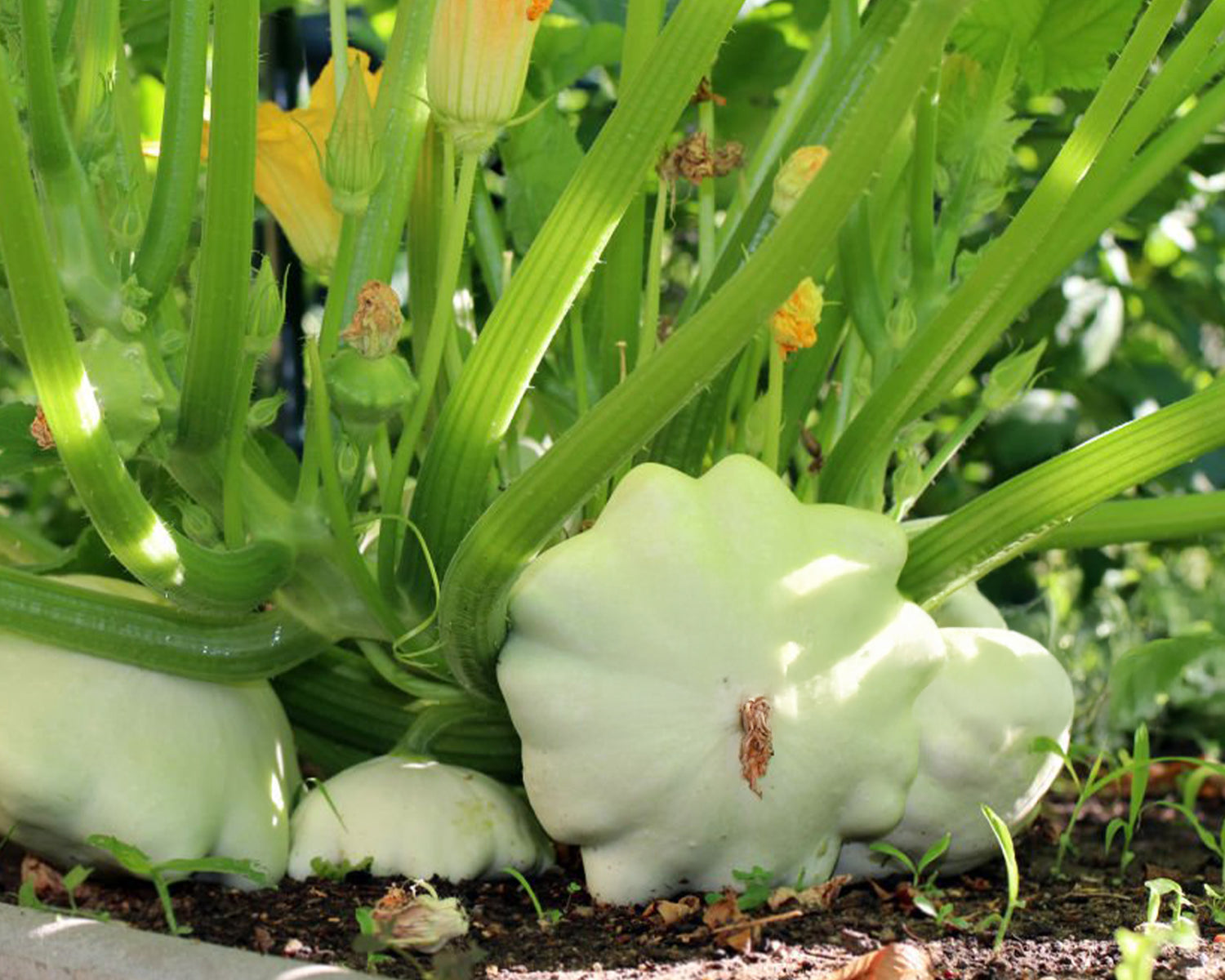 Ultimate Squash Collection – 9 Individually Packaged Varieties