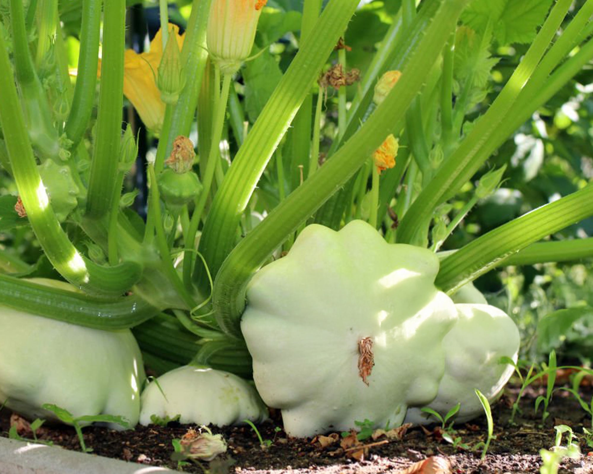 Ultimate Squash Collection – 9 Individually Packaged Varieties