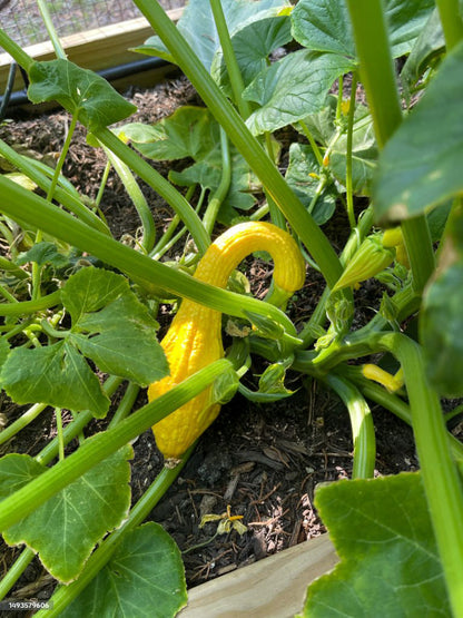 Ultimate Squash Collection – 9 Individually Packaged Varieties